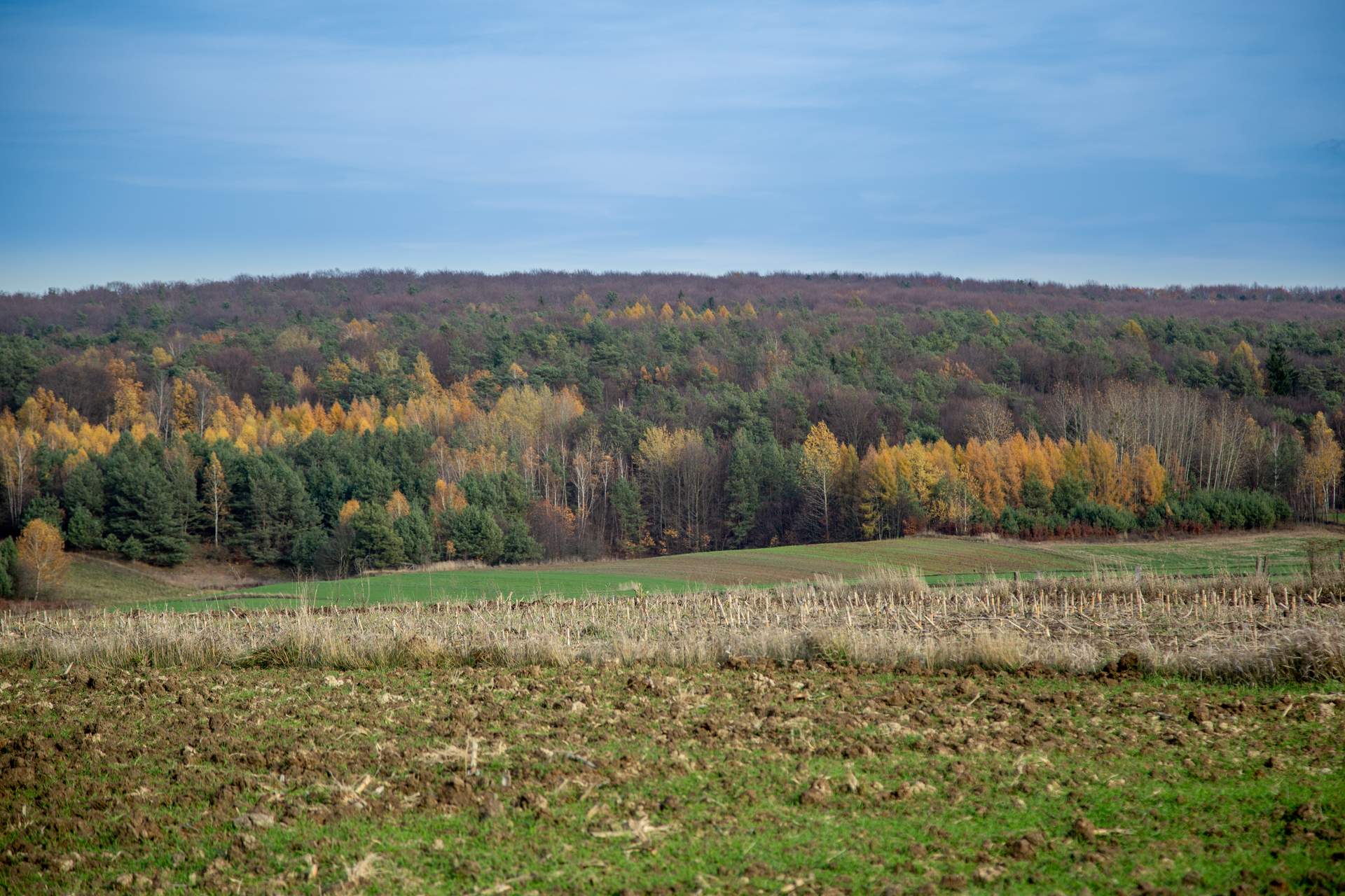 Burdanówka