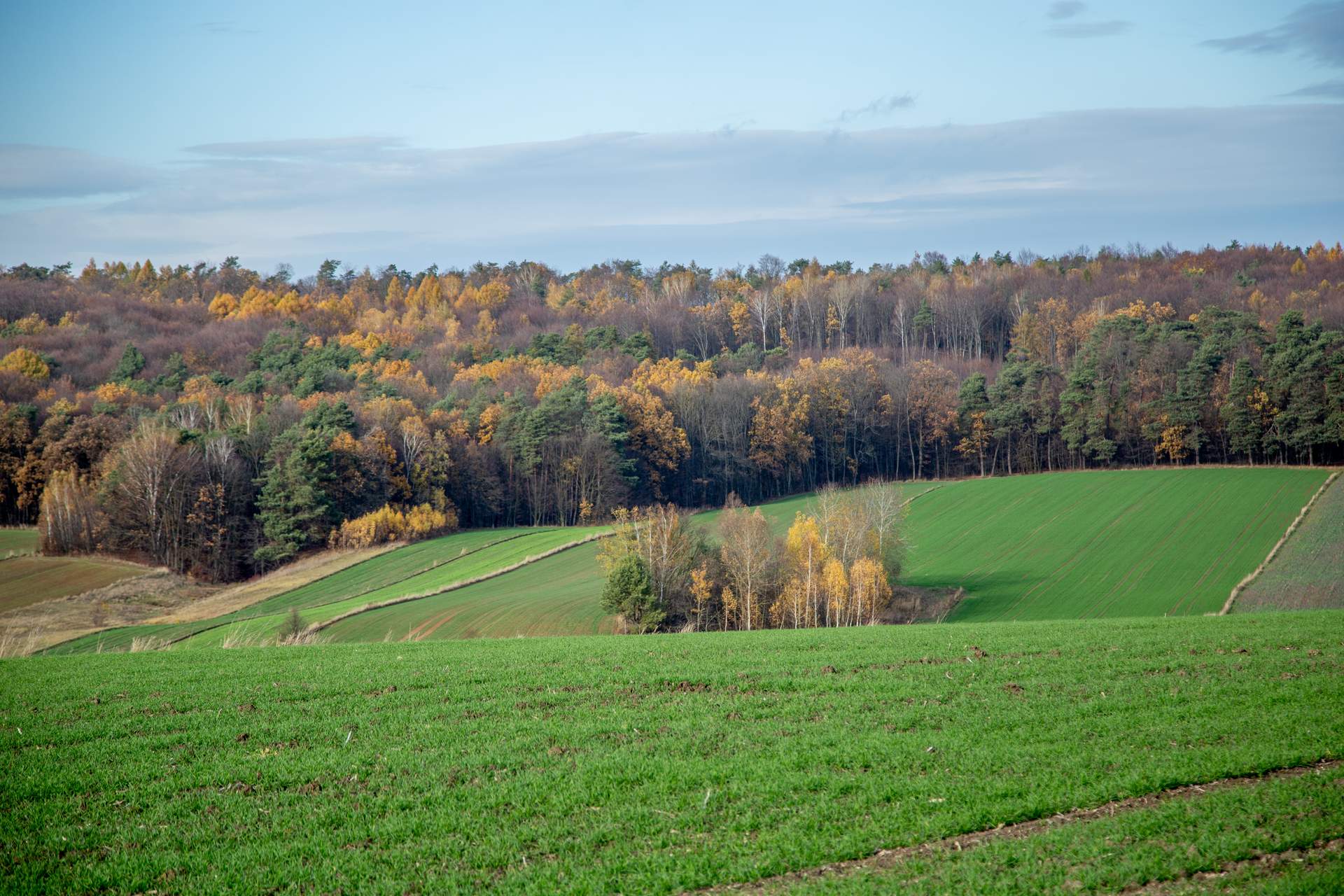 Burdanówka