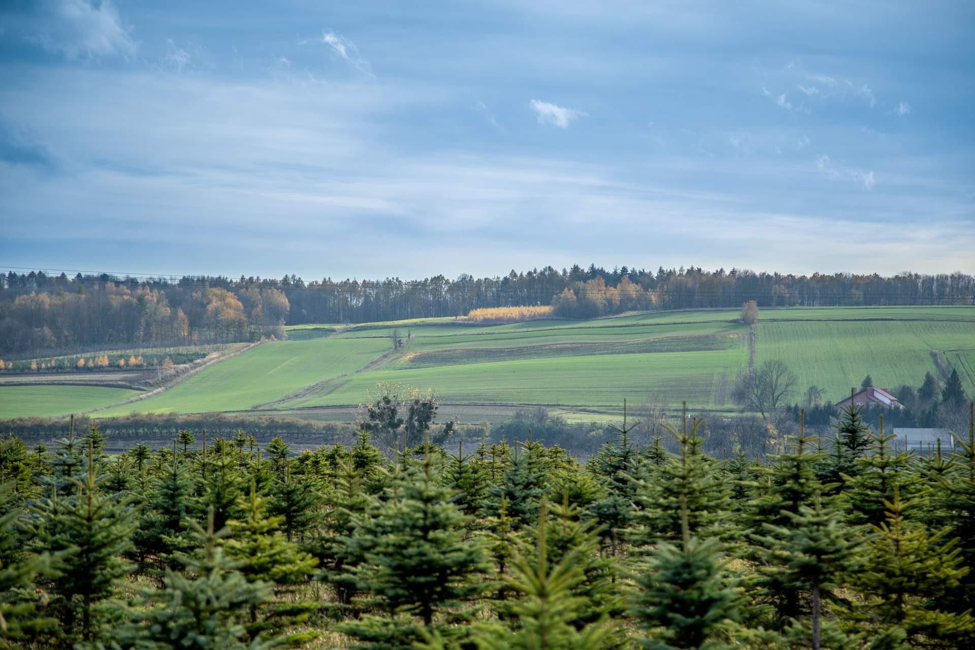 Burdanówka